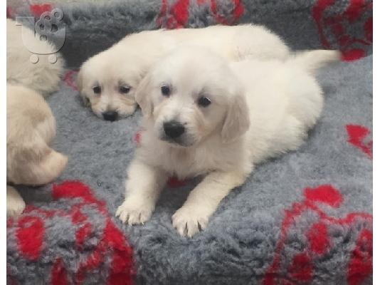 Όμορφα Golden Retriever κουτάβια